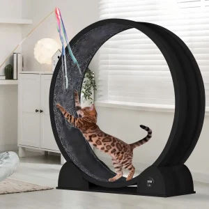 Cat Exercise Wheel